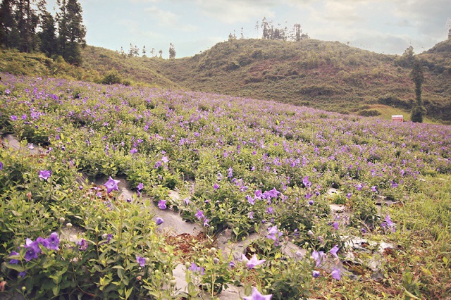 Cát cánh mọc hoang và được trồng nhiều nơi ở Trung Quốc, hiện đang ngay càng được trồng nhiều ở nước ta