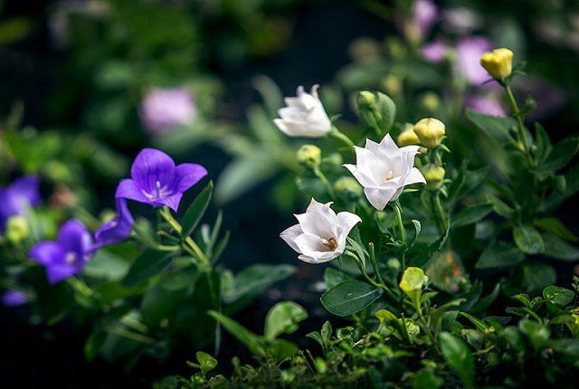 Cát cánh có nhiều tác dụng dược ý được sử dụng trong các bài thuốc Đông y để hỗ trợ điều trị một số bệnh