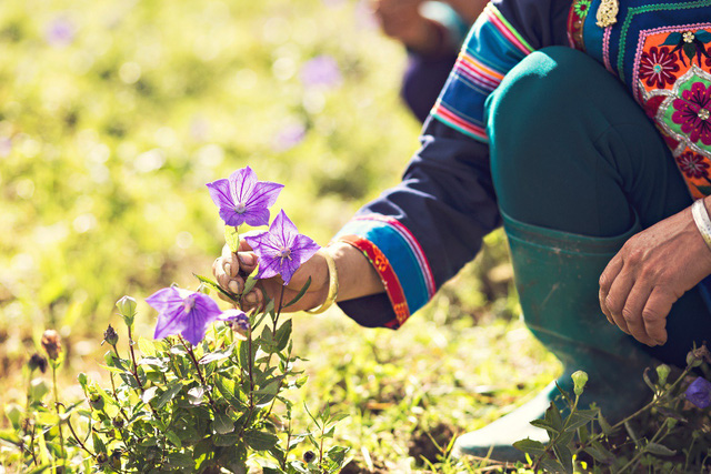 Vườn dược liệu Cát cánh ở Bắc Hà (Lào Cai) ở nước ta được trồng theo tiêu chuẩn dược liệu sạch, chuẩn hóa GACP-WHO