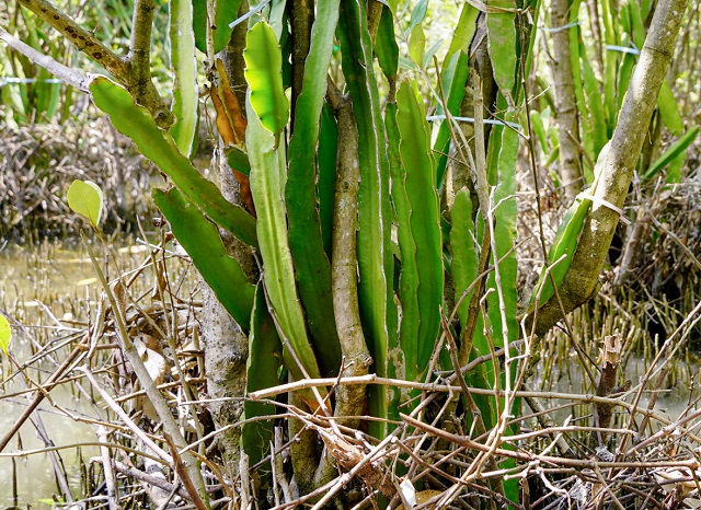 trồng thanh long trên vùng đất ngập mặn