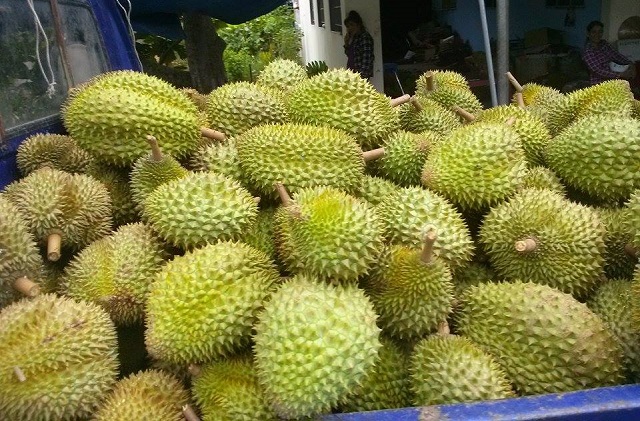 Sầu riêng Cái Mơn được cấp chỉ dẫn địa lý