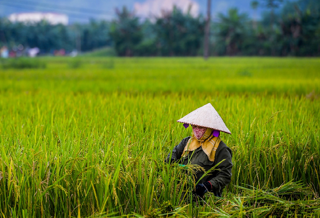 lúa J02 tại Hòa Bình