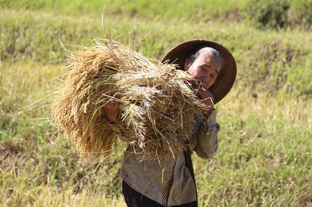 Japonica J02 tại Đà Bắc đem lại cơ hội thoát nghèo cho đồng bào vùng cao