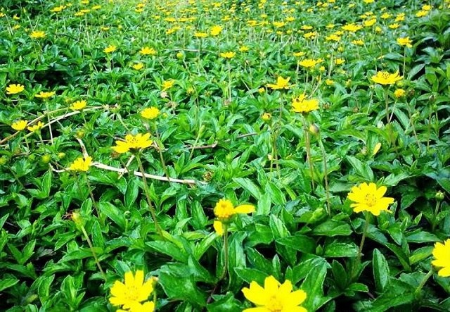 Với đặc tính dược lý cao và được trồng nhiều, dễ kiếm, cây sài đất đã và đang được giới y dược sử dụng phổ biến để bào chế các loại thuốc trị mụn.