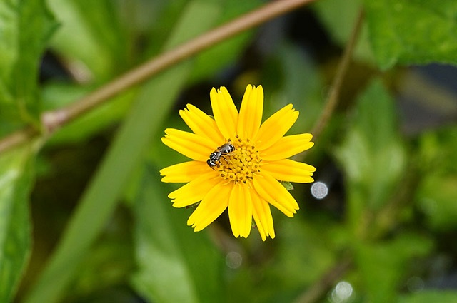 Giã nát sài đất rồi sắc lấy nước uống để đẩy lùi mụn