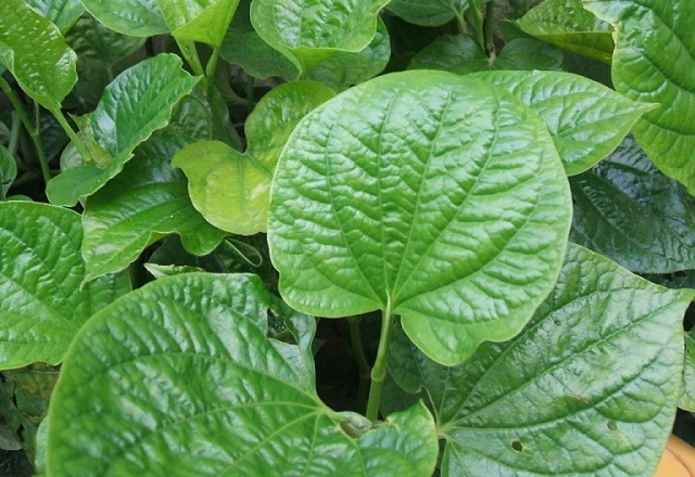 Có 3 cách chữa bệnh viêm xoang bằng lá lốt được áp dụng phổ biến và mang lại hiệu quả