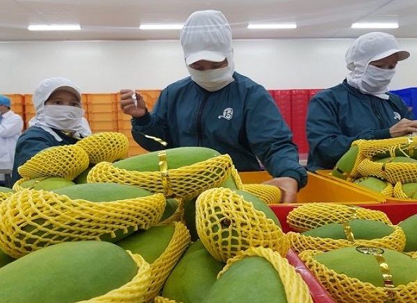 xoài cát Hòa Lộc