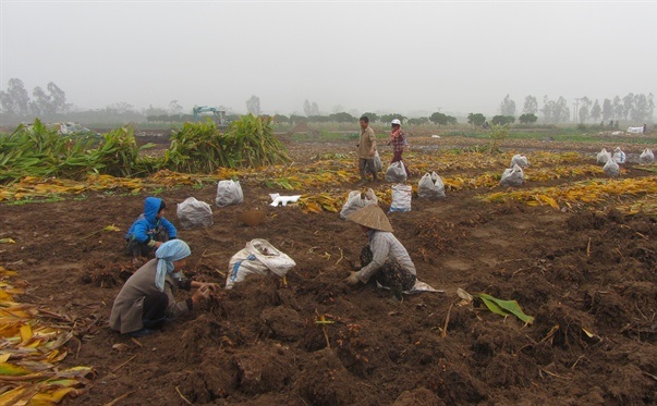 nghẹ chí tân hưng yên