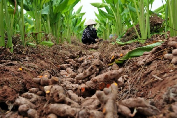 nghệ chí tân hưng yên