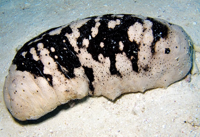 Hải sâm vú trắng là một trong những loài khó sản xuất giống trên thế giới