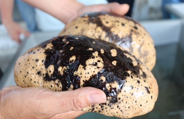 Hải sâm vú trắng là một trong những loài khó sản xuất giống trên thế giới