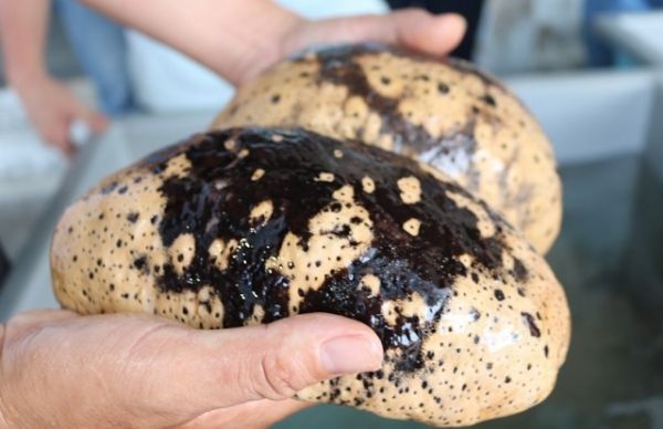 Lần đầu tiên sản xuất thành công giống hải sâm vú trắng quý hiếm