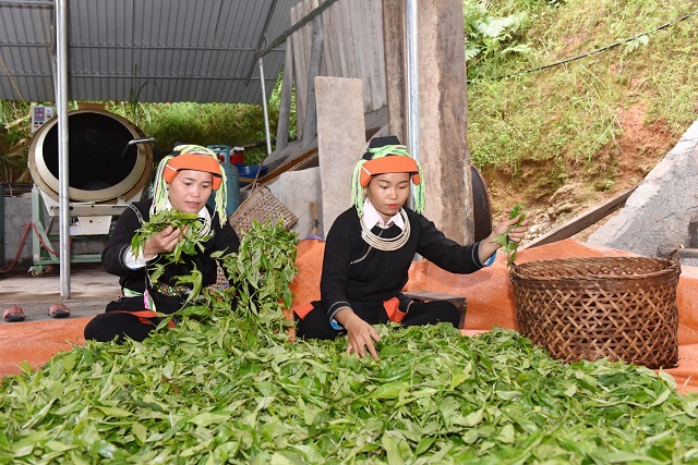 Phát triển chè theo hướng an toàn đã giúp nhiều hộ dân ở Hà Giang có thêm thu nhập, cải thiện cuộc sống