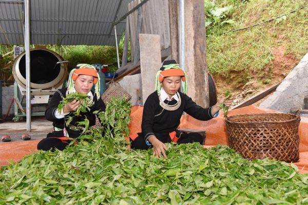 Hà Giang: Thêm 1.091 ha chè được công nhận đạt chuẩn hữu cơ