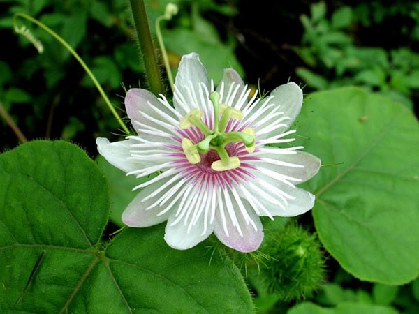 Hoa lạc tiên có màu tím trắng