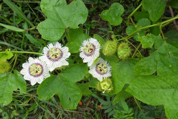 Cây lạc tiên có rất nhiều công dụng trong đông y như điều trị mất ngủ, thanh nhiệt, điều trị bệnh lỵ,…