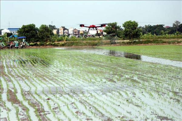 Cấy máy và phun thuốc bảo vệ thực vật bằng máy bay không người lái Cấy máy và phun thuốc bảo vệ thực vật bằng máy bay không người lái