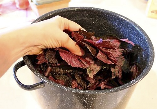 Điều trị viêm họng bằng lá tía tô là phương pháp đơn giản, hiệu quả và có thể dùng cho nhiều đối tượng