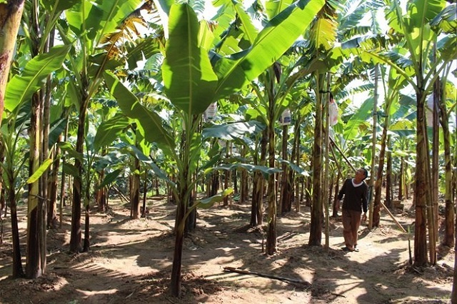 Chuối ngự Đại Hoàng là giống chuối quý, được Nhà nước bảo tồn nguồn gen