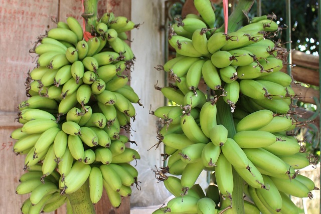 Chuối ngự Đại Hoàng được giấm chín một cách tự nhiên bằng hơi ấm trong lò từ tro và trấu, không dùng hóa chất