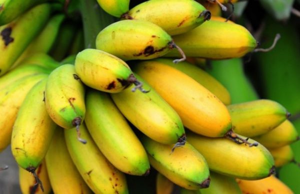 Hà Nam: Khôi phục và bảo tồn nguồn gen Chuối ngự Đại Hoàng