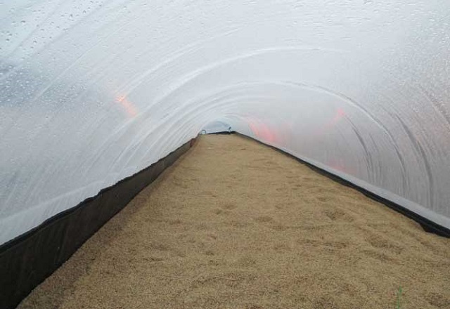 Lò sấy lúa là giải pháp nâng cao chất lượng nông sản