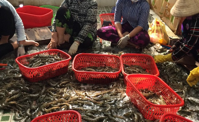 ph&aacute;t hiện quả tang cơ sở đang đưa tạp chất v&agrave;o t&ocirc;m nguy&ecirc;n liệu