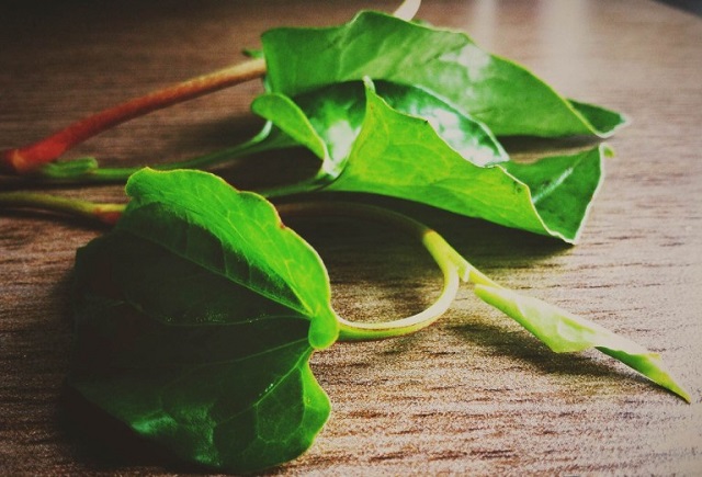 Cách chữa bệnh trĩ dân gian đang là một trong những phương pháp chữa bệnh được sử dụng phổ biến hiện nay