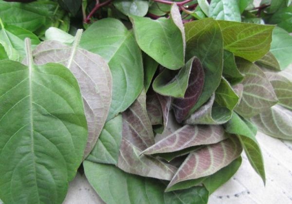 Thuốc Đông y: 3 cách dùng lá mơ lông cải thiện chứng đau da dày hiệu quả Thuốc Đông y: 3 cách dùng lá mơ lông cải thiện chứng đau da dày hiệu quả