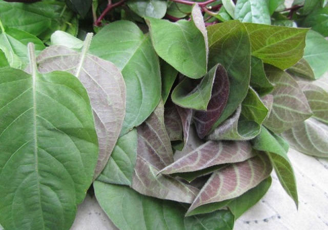 Nước ép lá mơ hỗ trợ điều trị bệnh dạ dày hiệu quả