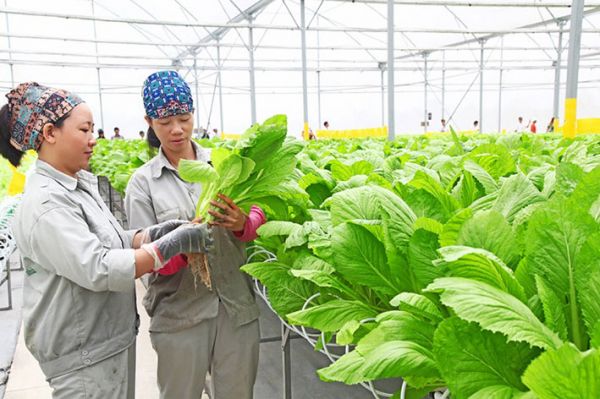 Hà Nội: Tạo bước chuyển trong sản xuất, kinh doanh nông sản an toàn Hà Nội: Tạo bước chuyển trong sản xuất, kinh doanh nông sản an toàn