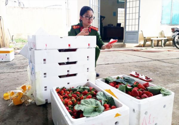 Dâu tây Trung Quốc nhập khẩu về Đà Lạt có dư lượng thuốc BVTV gấp 3 lần cho phép Dâu tây Trung Quốc nhập khẩu về Đà Lạt có dư lượng thuốc BVTV gấp 3 lần cho phép