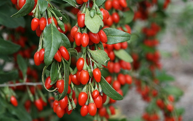 quả câu kỳ tử tươi