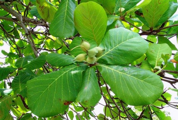 Thuốc Đông y: Lá bàng chữa viêm da cơ địa và cách thực hiện hiệu quả Thuốc Đông y: Lá bàng chữa viêm da cơ địa và cách thực hiện hiệu quả