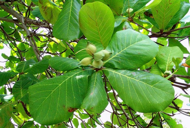 Lá bàng nhờ có chứa những thành phần hóa học có dược tính cao mà được sử dụng rộng rãi trong các bài thuốc Đông Y