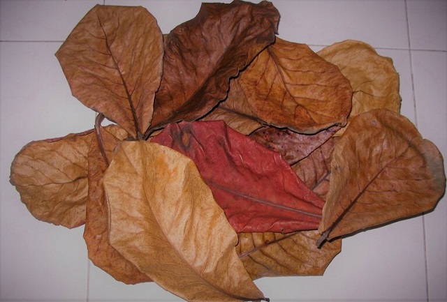 Hoạt chất tanin trong lá bàng có tác dụng khắc phục các tổn thương trên da do bệnh viêm da cơ địa gây ra