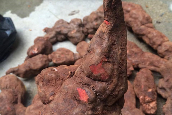 Thuốc Đông y: Hà Thủ ô - thảo dược quý chứa nhiều công dụng đối với sức khỏe Thuốc Đông y: Hà Thủ ô - thảo dược quý chứa nhiều công dụng đối với sức khỏe