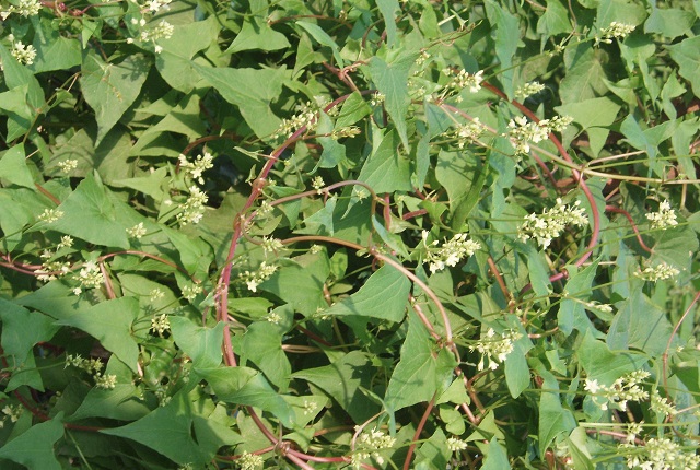 Trong Đông y, Hà thủ ô là một thảo dược quý với nhiều công hiệu rất hiệu quả khi sử dụng