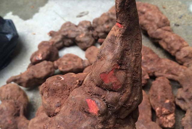 Hà thủ ô đỏ được sử dụng làm thuốc nhiều hơn hà thủ ô trắng