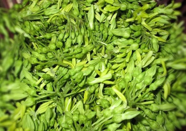 Cây thiên lý có nhiều tác dụng trong y học