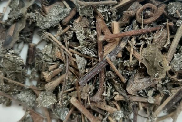 Thuốc Đông y: Những bài thuốc hỗ trợ điều trị bệnh từ chè dây Thuốc Đông y: Những bài thuốc hỗ trợ điều trị bệnh từ chè dây