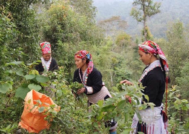 Thu hái chè dây của người dân miền núi