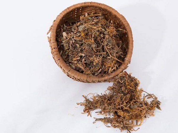 Tác dụng kháng khuẩn của Kim ngân được đánh giá vượt trội hơn các thảo dược khác