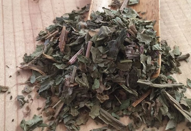 cây thuốc mã đề là dược liệu không thể thiếu trong nhiều bài thuốc Đông y