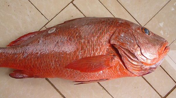 Khuyến cáo: Cẩn trọng ngộ độc do ăn cá hồng chứa độc tố ciguatoxins