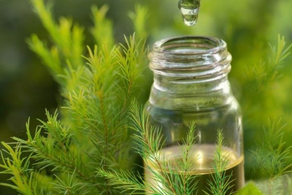 Thuốc Đông: 8 lợi ích của tinh dầu tràm đối với sức khỏe Thuốc Đông: 8 lợi ích của tinh dầu tràm đối với sức khỏe