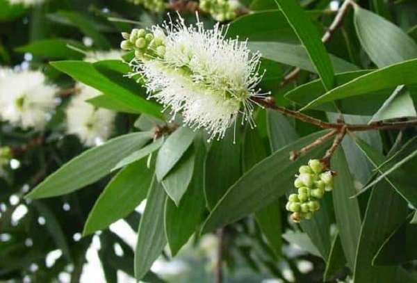 Tinh dầu tràm được lấy từ lá tươi của cây tràm