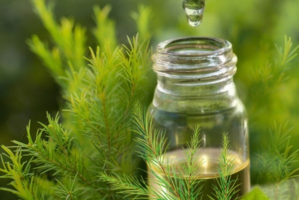 Lá tràm, tinh dầu tràm sát khuẩn, tiêu viêm, phòng viêm đường hô hấp