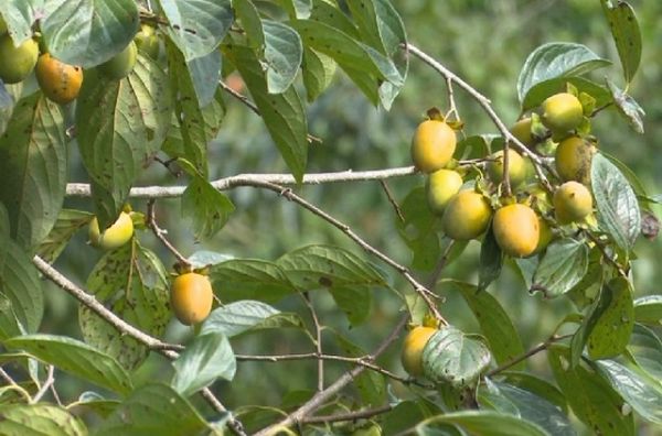 Bắc Kạn: Nức tiếng đặc sản hồng không hạt