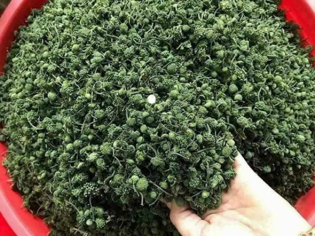 Hoa tam thất là phần hoa của cây tan thất